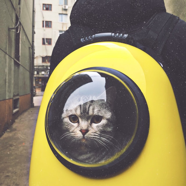 A close-up of a gray cat in a yellow colored pet carrier backpack.
